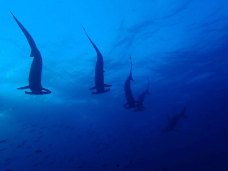 See Hammerhead Sharks on a Fun Diving Tour at Oshimaー2-Day, 1-Night
