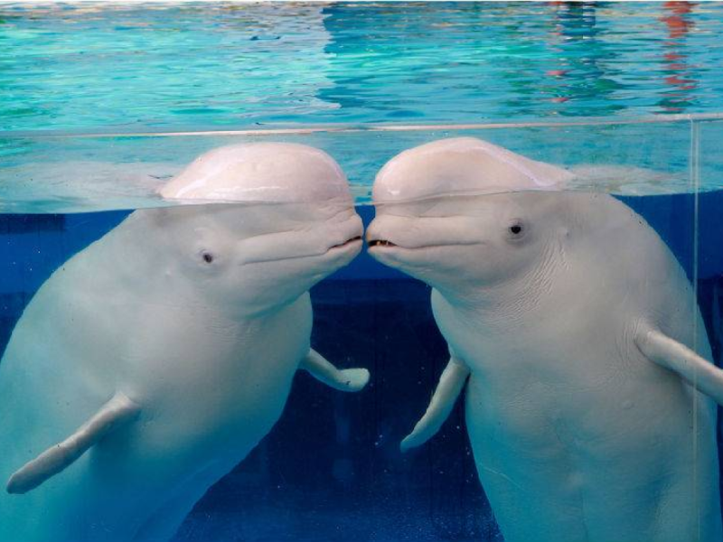 Yokohama Hakkeijima Sea Paradise 1-Day Pass Aqua Resorts pass