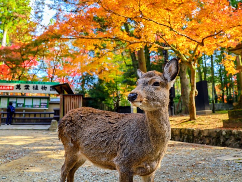 Morning Wonder World Heritage Nara Guided Tour(AM)