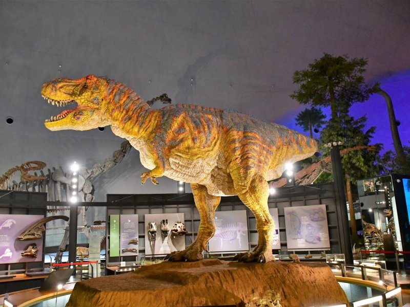 Dinosaur Fukui AM Half day tour
