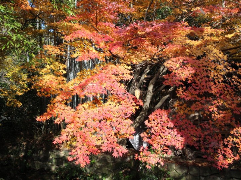 Ritsurin Garden & Shikoku Mura