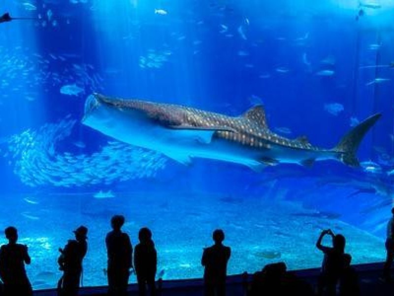 Okinawa Churaumi Aquarium Admission Ticket