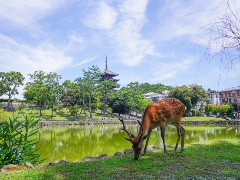 Nara Half Day Trip Walking Tour